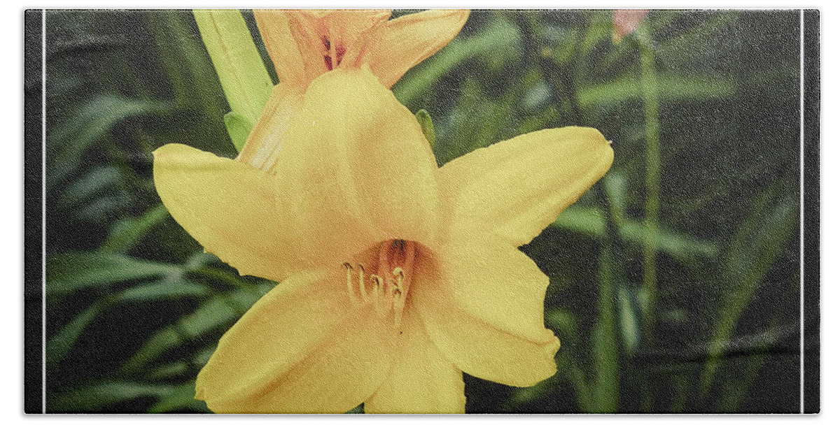 Lily Beach Towel featuring the photograph Yellow Lilies by Frank Winters