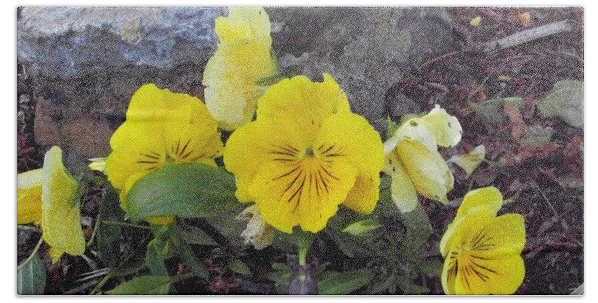 Flowers Beach Towel featuring the photograph Yellow Pansies by Charles Robinson