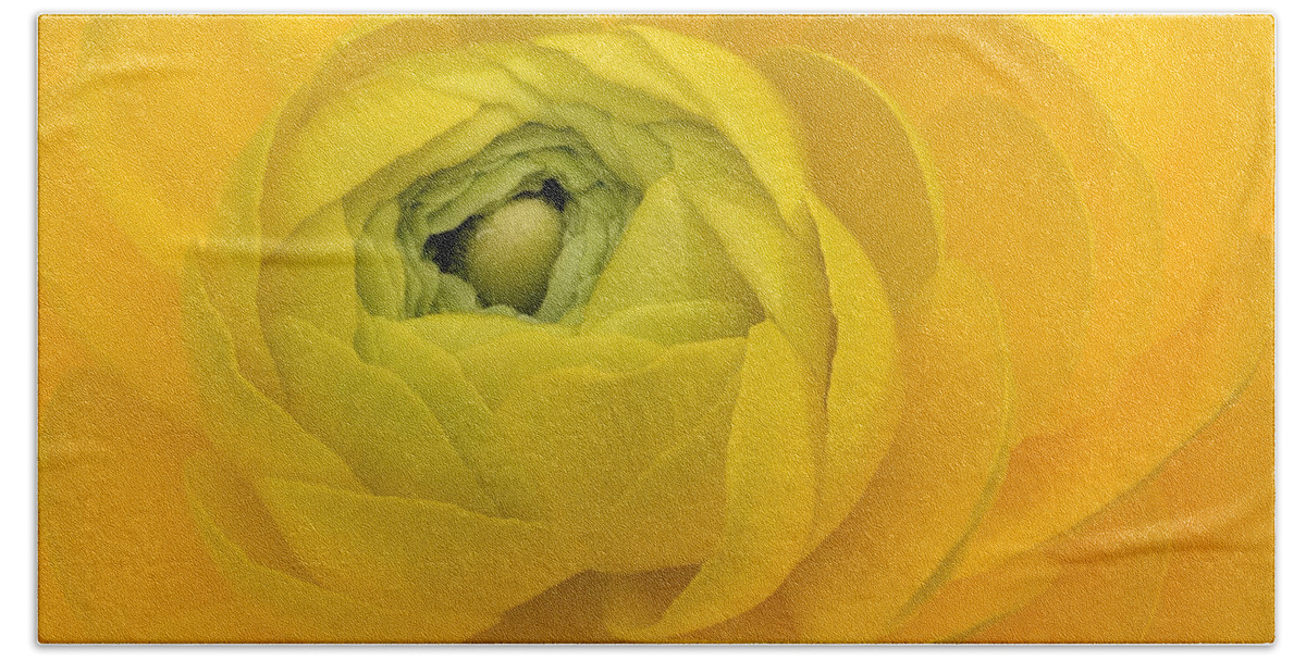 Yellow Beach Towel featuring the photograph Yellow Ranunculus by Jacklyn Duryea Fraizer