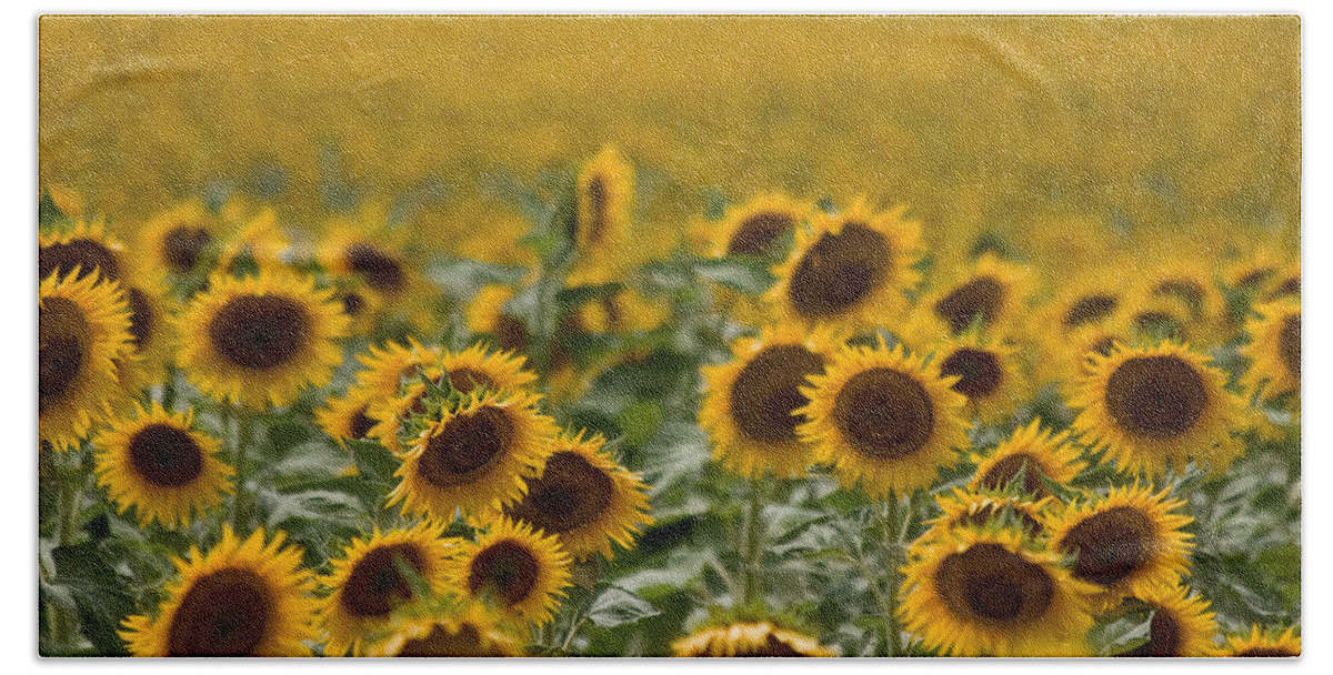 Sunflower Beach Towel featuring the photograph Yellow by Ronda Kimbrow