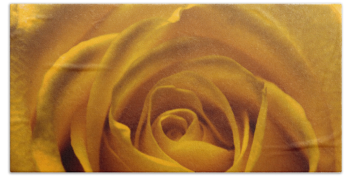 Love Beach Towel featuring the photograph Yellow Rose by Amanda Mohler