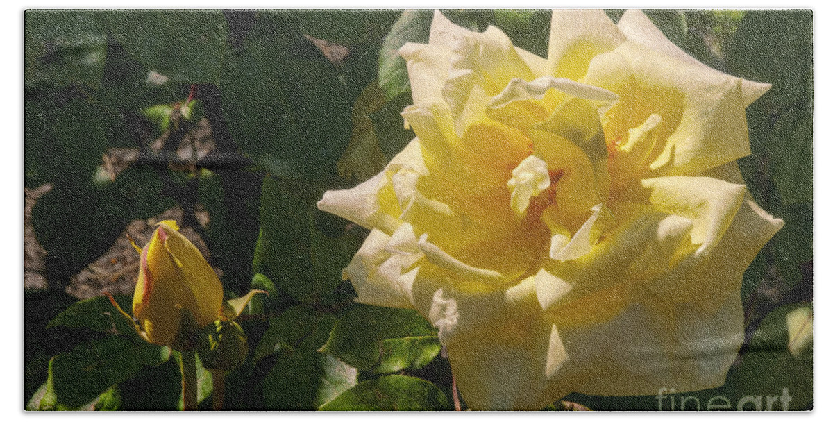 Botanical Gardens Beach Towel featuring the photograph Yellow Rose and Bud by Bob Phillips