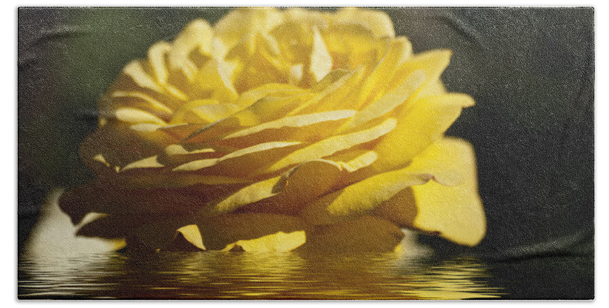 Yellow Rose Beach Towel featuring the photograph Yellow Rose Flood by Steve Purnell