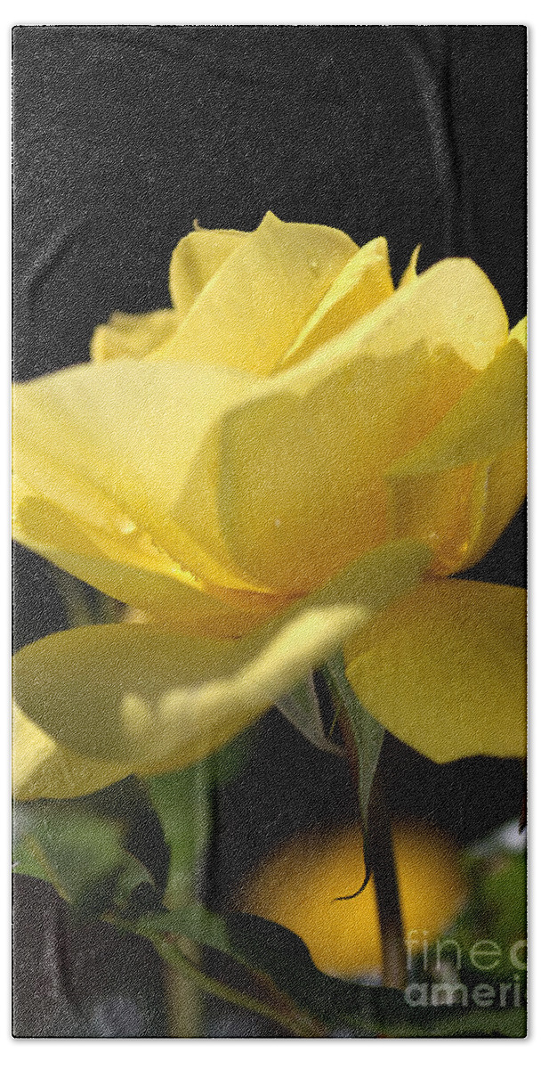 Rose Beach Towel featuring the photograph Yellow Rose by Joy Watson