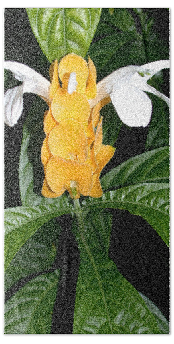 Justicia Brandegeeana Beach Towel featuring the photograph Yellow Shrimp Plant by Shane Bechler