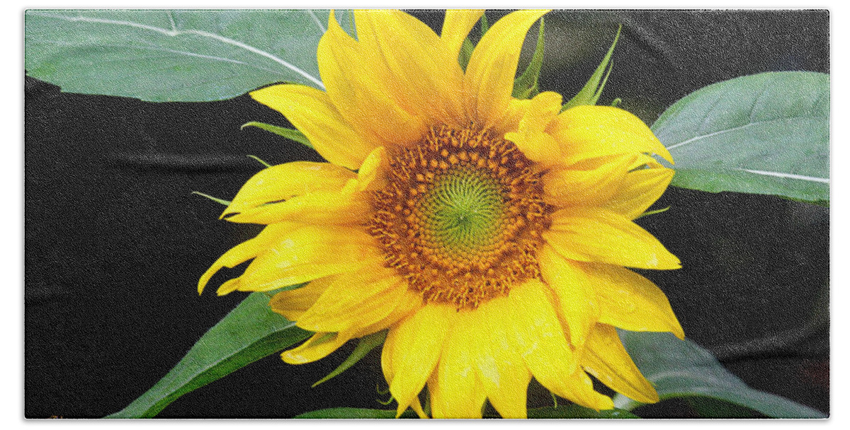 Flowers Beach Sheet featuring the photograph Yellow Sunflower by Trina Ansel