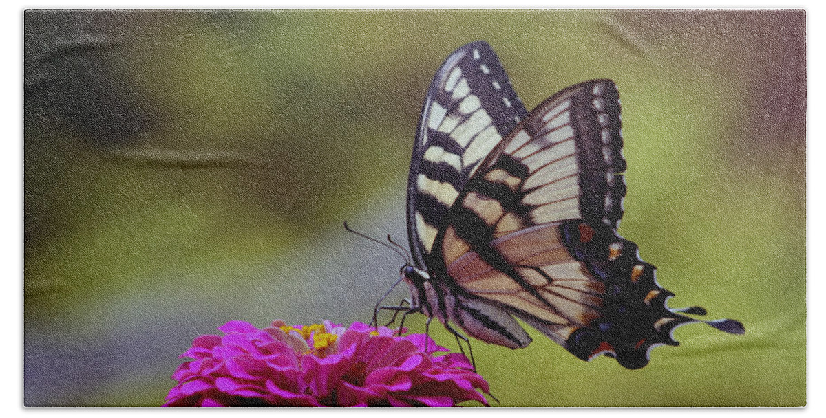 Nature Beach Sheet featuring the photograph Yellow Tiger Swallowtail Butterfly by Kay Novy