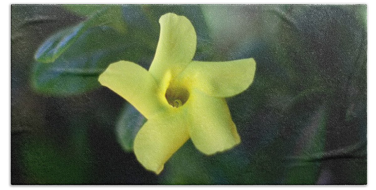 Yellow Trumpet Flower Beach Towel featuring the photograph Yellow Trumpet Flower by Ramabhadran Thirupattur