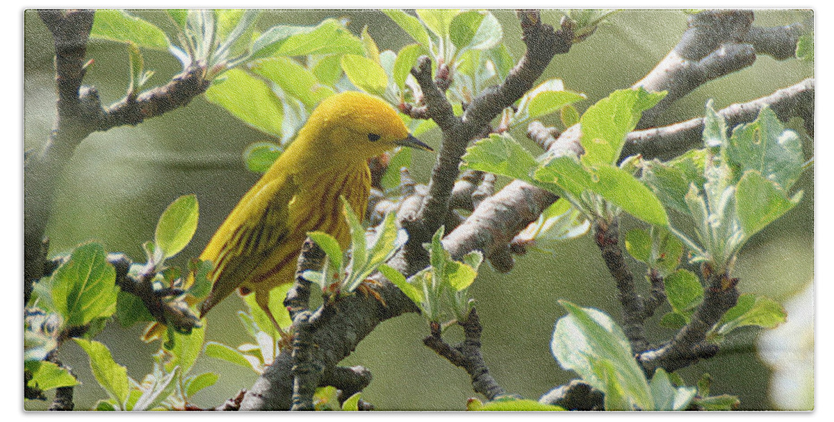 Wildlife Beach Towel featuring the photograph Yellow Warbler in Pear Tree by William Selander
