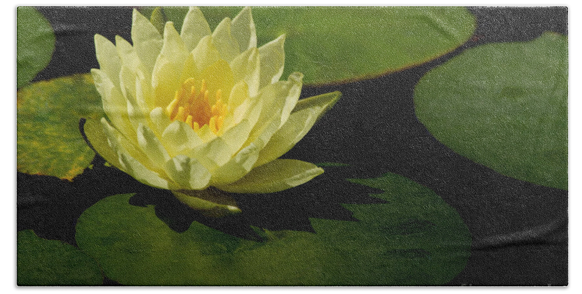 Flowers & Plants Beach Towel featuring the photograph Yellow Water Lily Sitting Pretty by Sabrina L Ryan