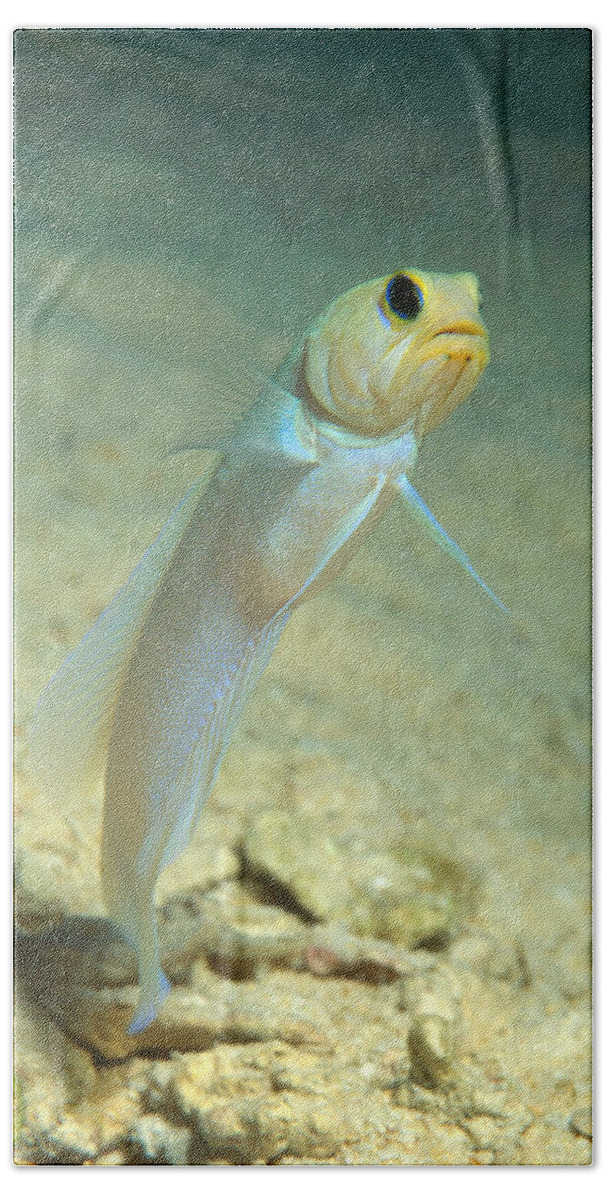 Yellowhead Jawfish Beach Towel featuring the photograph Yellowhead Jawfish by Andrew J. Martinez