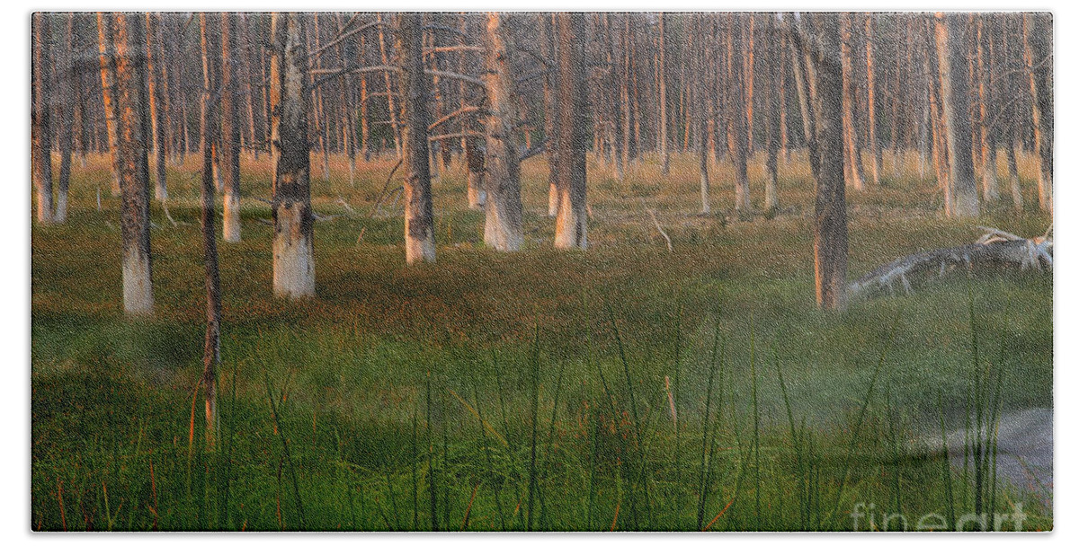 Forest Beach Sheet featuring the photograph Yellowstone Mysterious Morning by Teresa Zieba