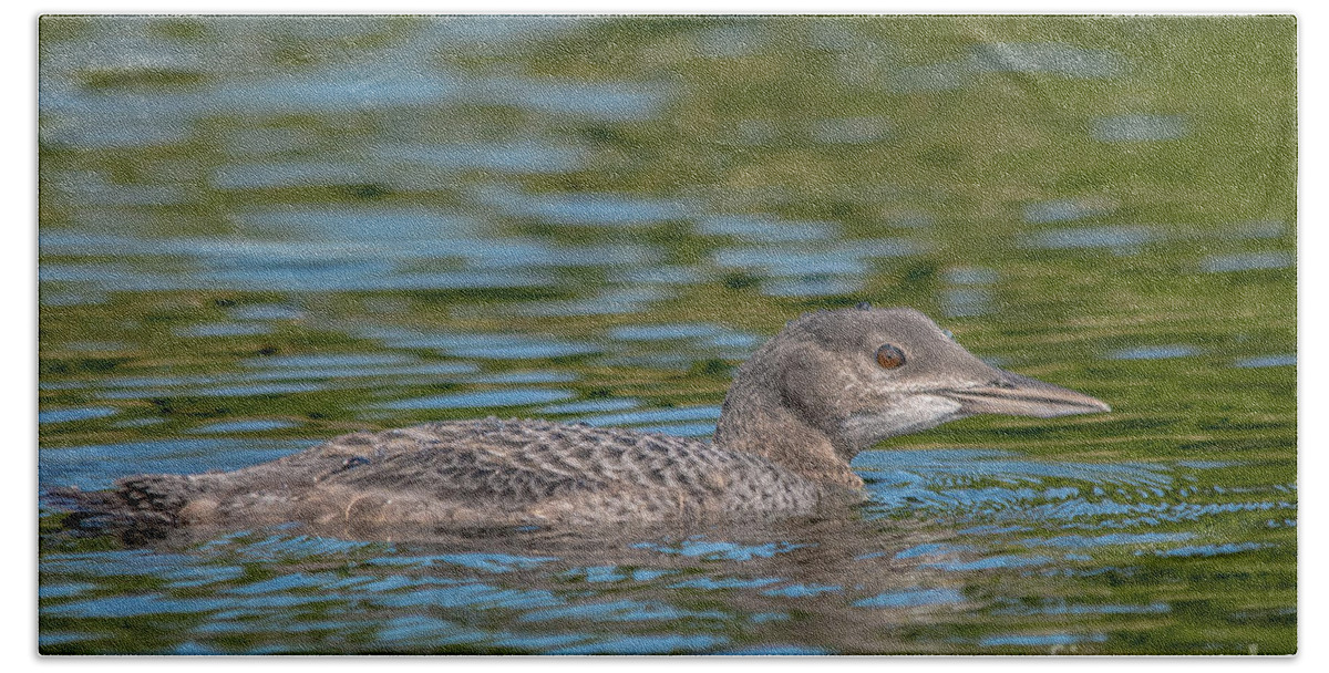 Loon Beach Towel featuring the photograph Young Loon by Cheryl Baxter