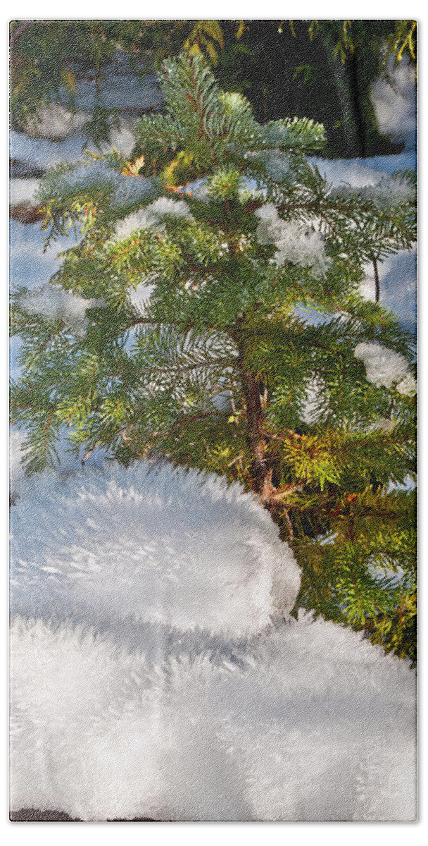 Young Winter Pine Beach Sheet featuring the photograph Young Winter Pine by Tikvah's Hope