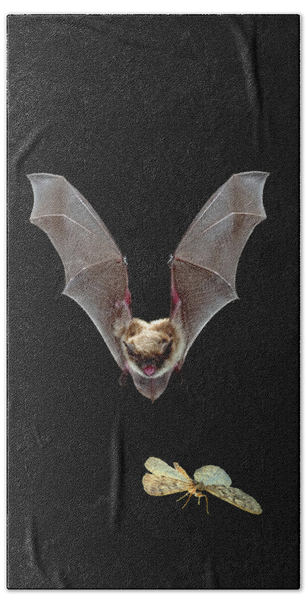 00640196 Beach Towel featuring the photograph Yuma Myotis Bat Pursuing Moth by Michael Durham