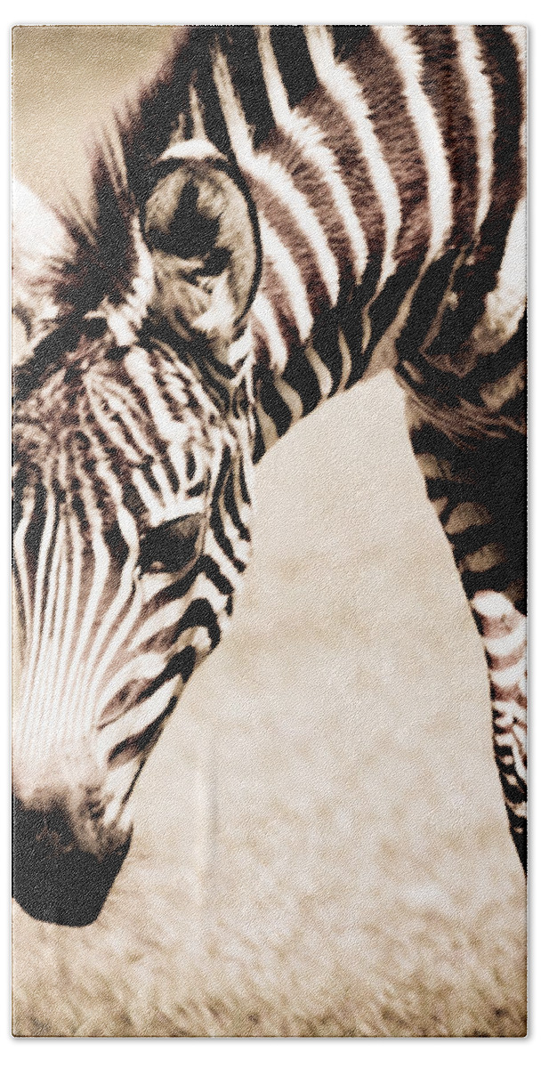 Zebra Beach Sheet featuring the photograph Zebra Foal Sepia Tones by Maggy Marsh