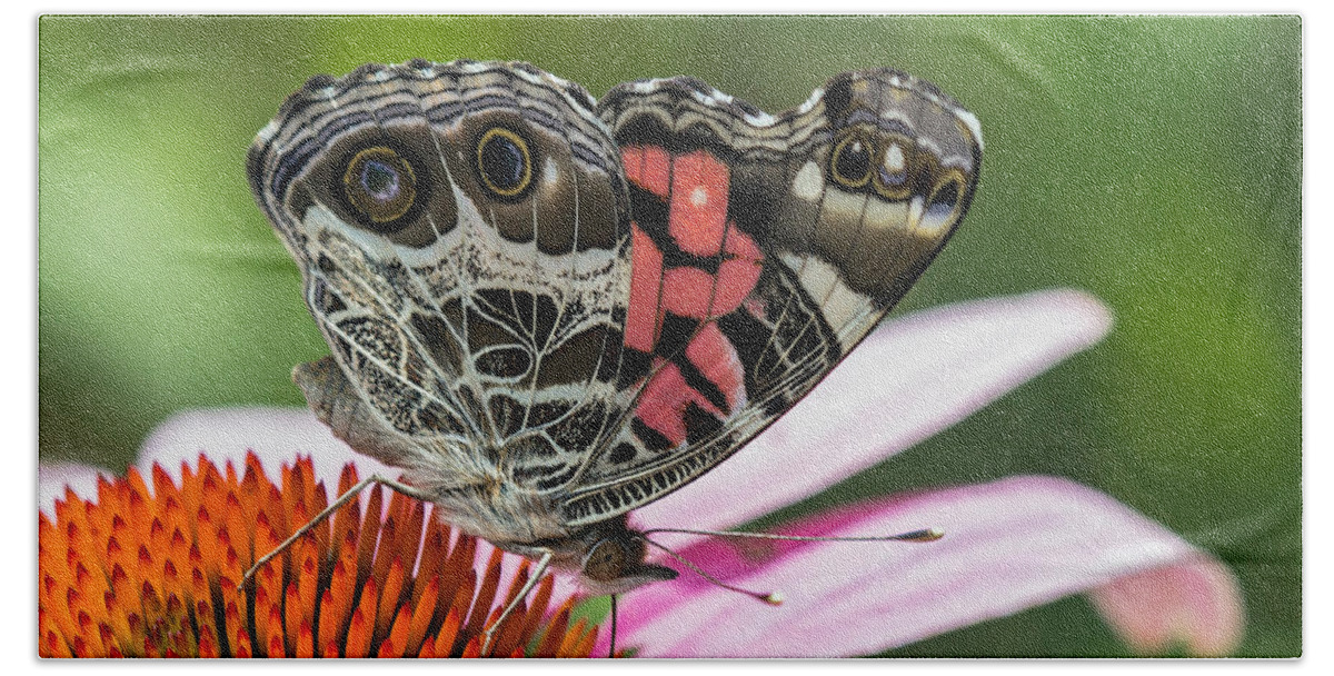 Zebra-swallowtail Beach Towel featuring the photograph Butterfly feeding #1 by Bernd Laeschke