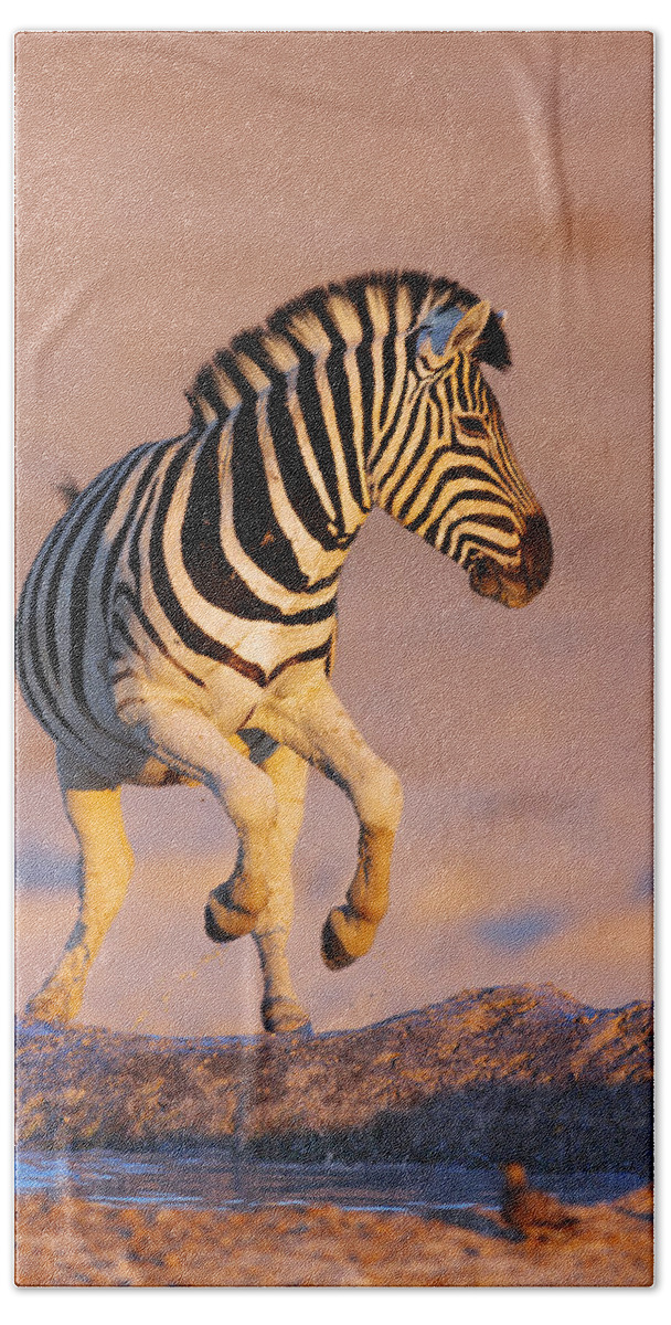 #faatoppicks Beach Towel featuring the photograph Zebras jump from waterhole by Johan Swanepoel