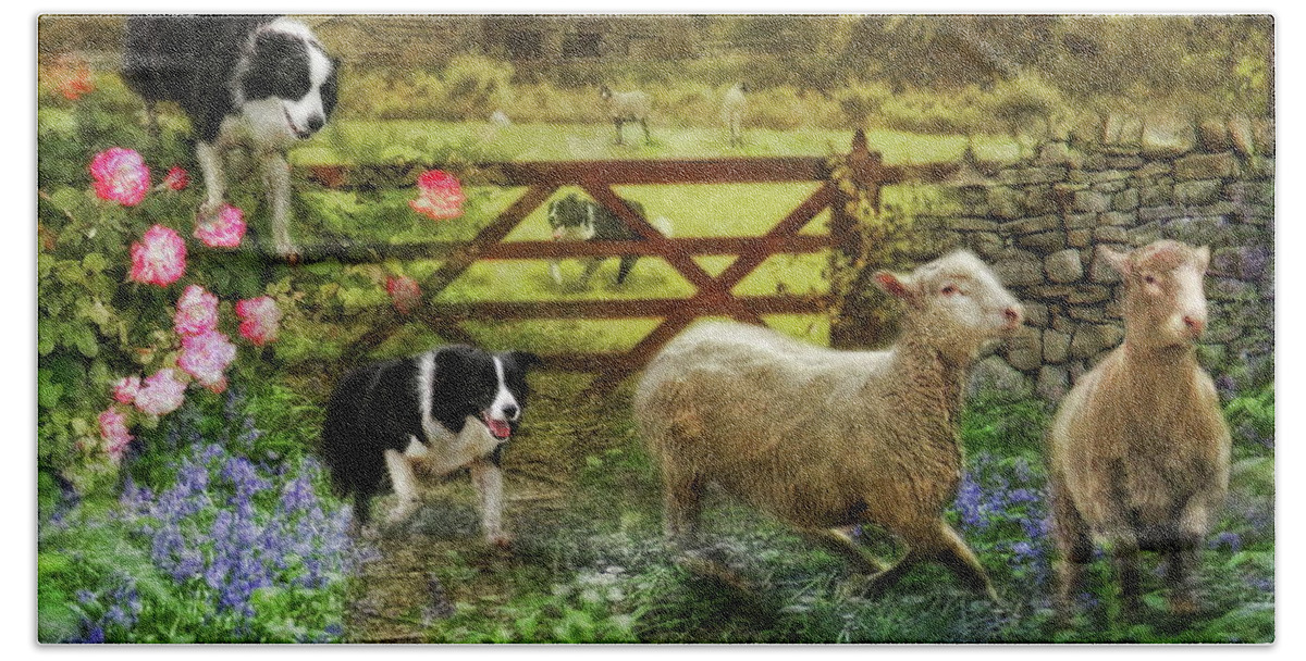 Border Collie Beach Towel featuring the photograph Collecting The Strays by Trudi Simmonds