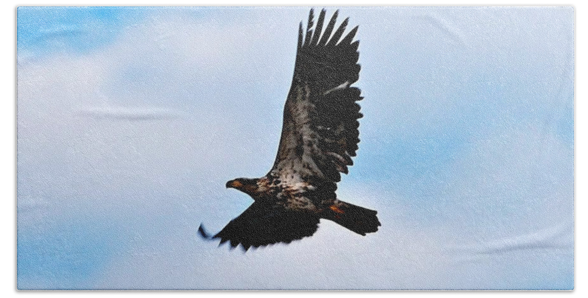 Bald Eagle Beach Sheet featuring the photograph Juvenile Bald Eagle by Peggy Franz