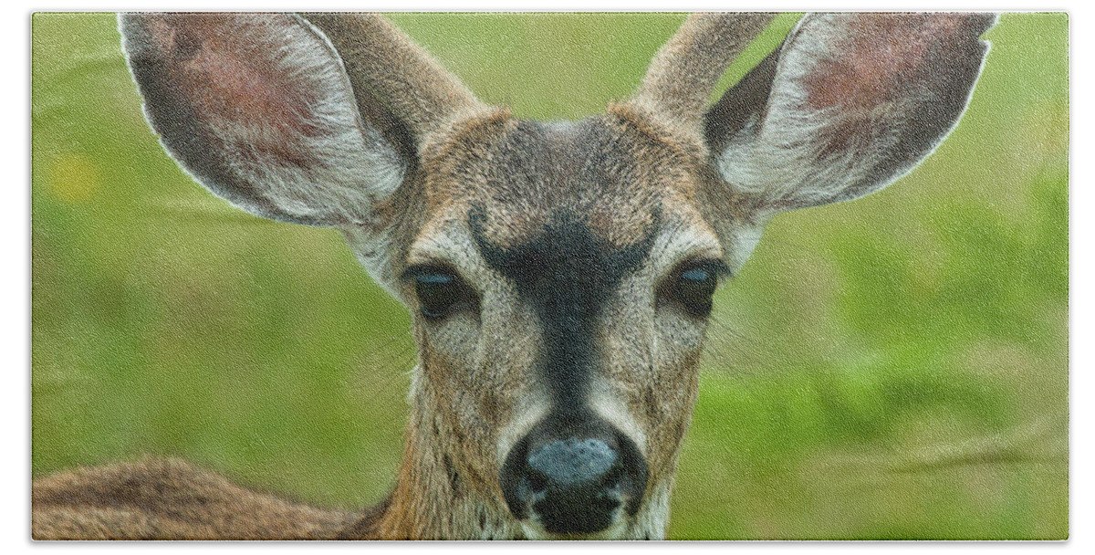 Deer Beach Towel featuring the photograph All Ears #1 by Greg Nyquist