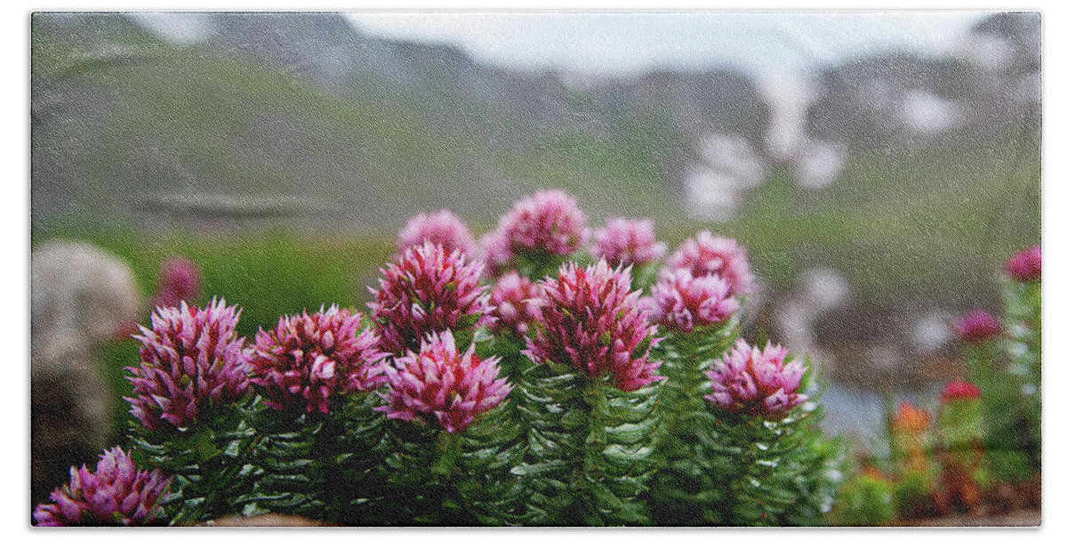 Alpine Flowers Beach Towel featuring the photograph Alpine Bouquet by Jim Garrison