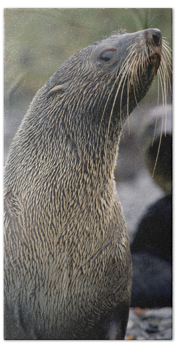 Mp Beach Towel featuring the photograph Antarctic Fur Seal Arctocephalus #1 by Gerry Ellis