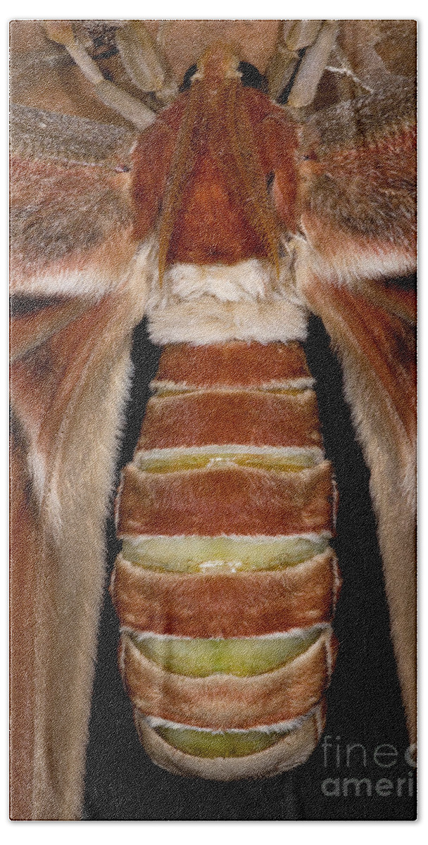 Atlas Moth Beach Towel featuring the photograph Atlas Moth #1 by Dant Fenolio