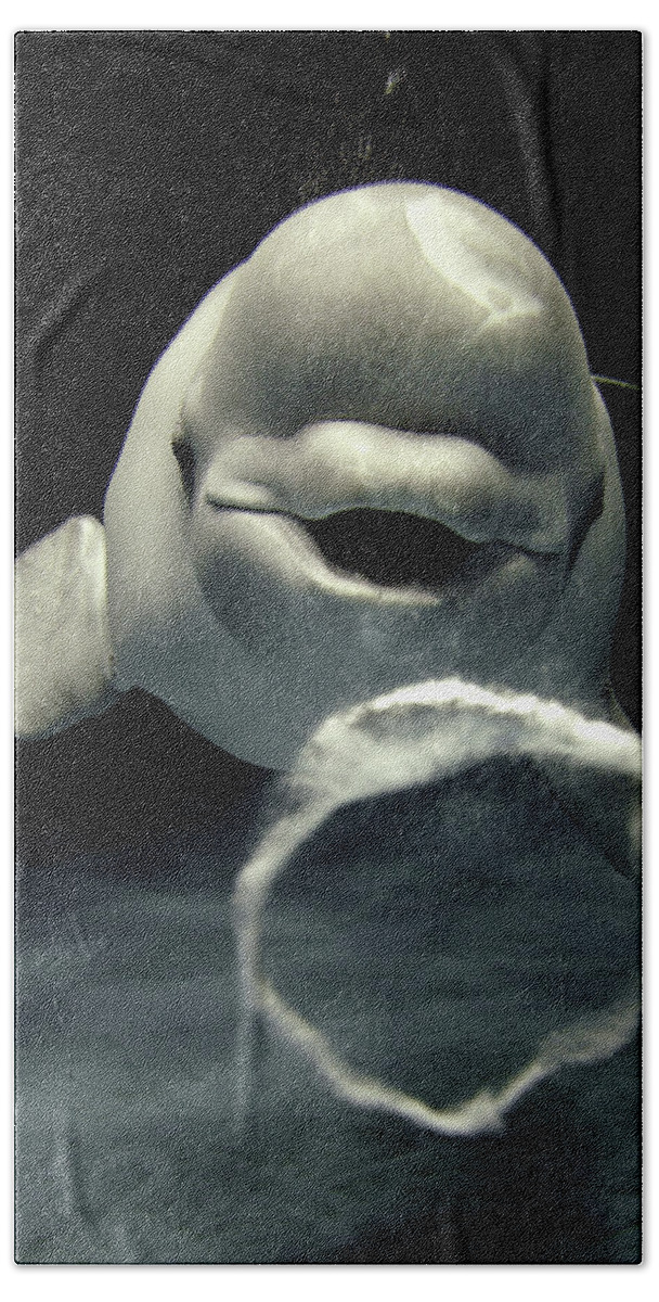 Mp Beach Towel featuring the photograph Beluga Delphinapterus Leucas Whale #1 by Hiroya Minakuchi