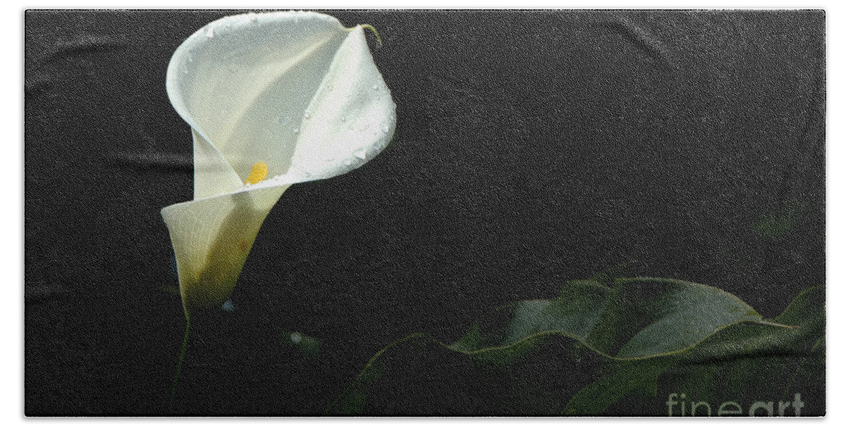 Calla Lily Beach Towel featuring the photograph Calla lily against black #1 by Mike Nellums