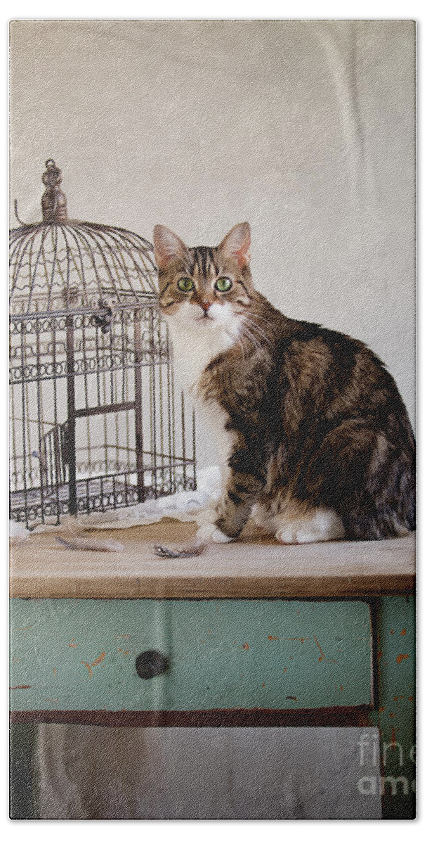 Cat Beach Towel featuring the photograph Cat and Bird #1 by Nailia Schwarz
