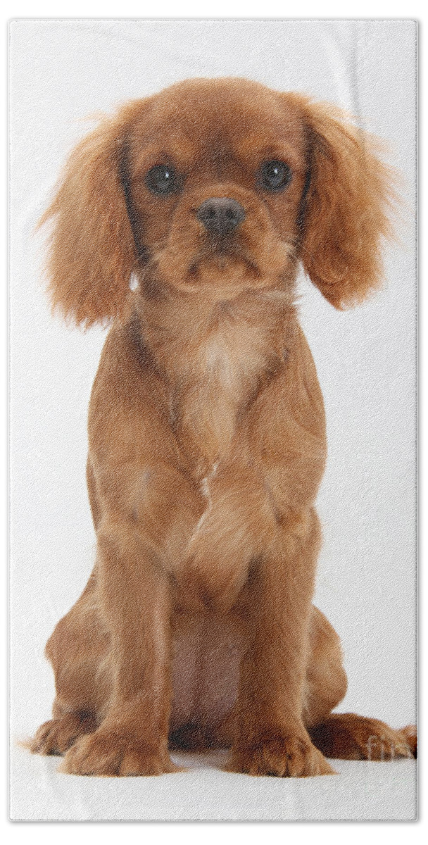 Animal Beach Towel featuring the photograph Cavalier King Charles Spaniel Puppy #1 by Mark Taylor