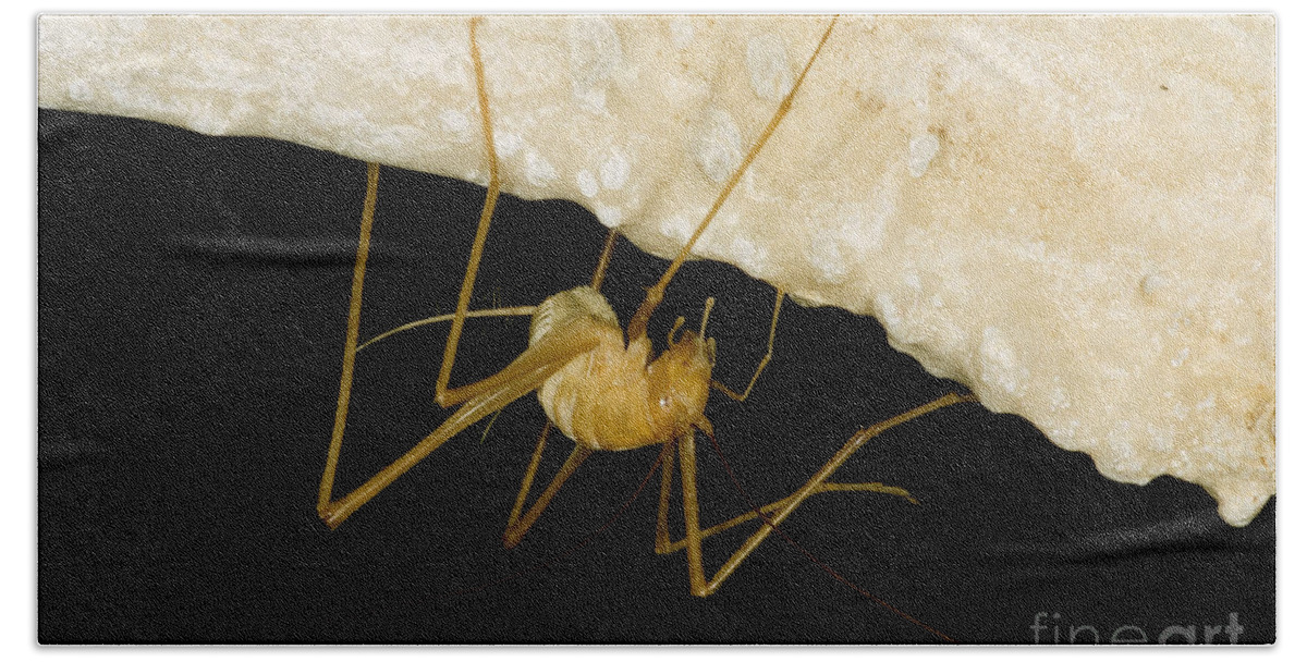 Ceuthophilus Beach Towel featuring the photograph Chinese Cave Cricket #1 by Dant Fenolio