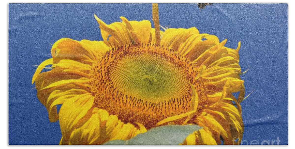 Sunflower Beach Towel featuring the photograph Coming in for Landing by Cheryl Baxter