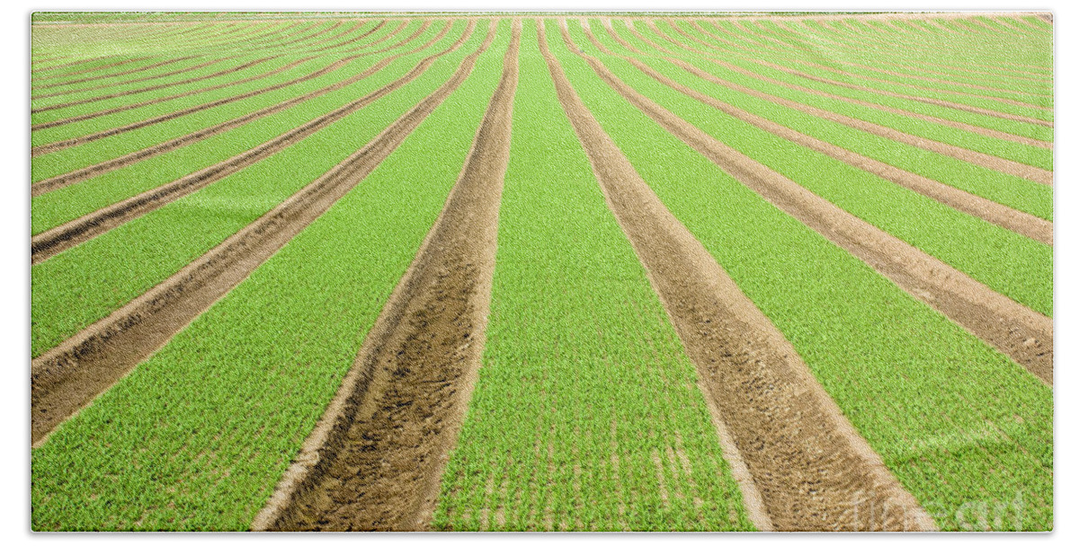 Agricultural Beach Towel featuring the photograph Farmland furrows in perspective #1 by Simon Bratt