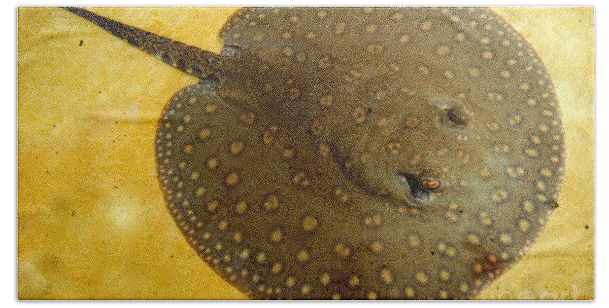Freshwater Stingray Beach Towel featuring the photograph Freshwater Stingray #1 by Dant Fenolio