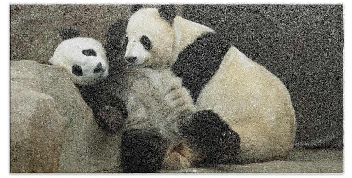 Affection Beach Towel featuring the photograph Giant Panda Ailuropoda Melanoleuca #1 by San Diego Zoo