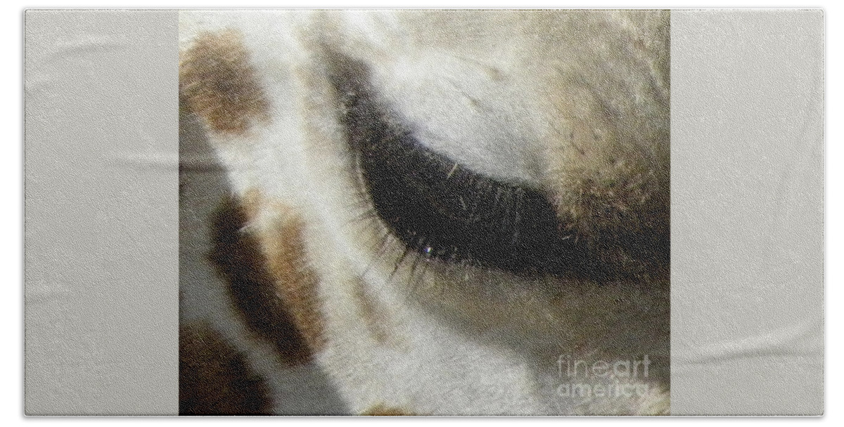 Giraffe Beach Towel featuring the photograph Giraffe Eye #1 by Kim Galluzzo
