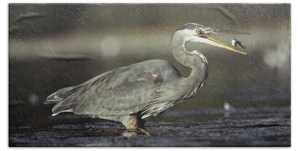 00171659 Beach Towel featuring the photograph Great Blue Heron With Captured Fish #1 by Tim Fitzharris