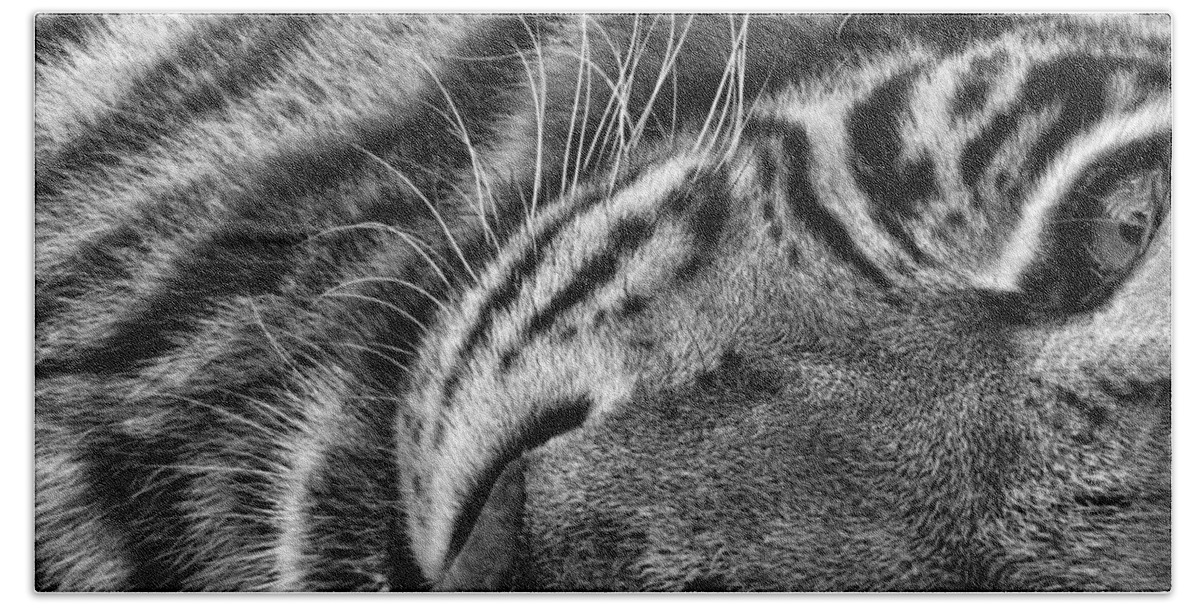White Tiger Beach Towel featuring the photograph India #1 by Shari Jardina