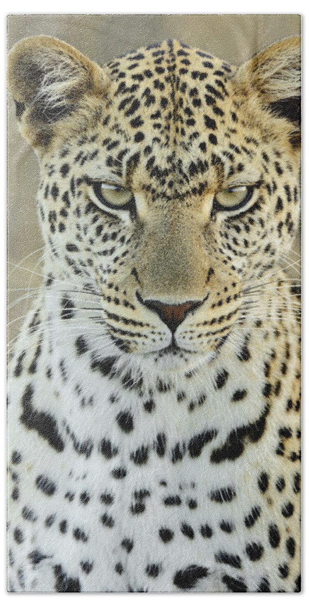 Fn Beach Towel featuring the photograph Leopard Panthera Pardus Female #1 by Martin Van Lokven