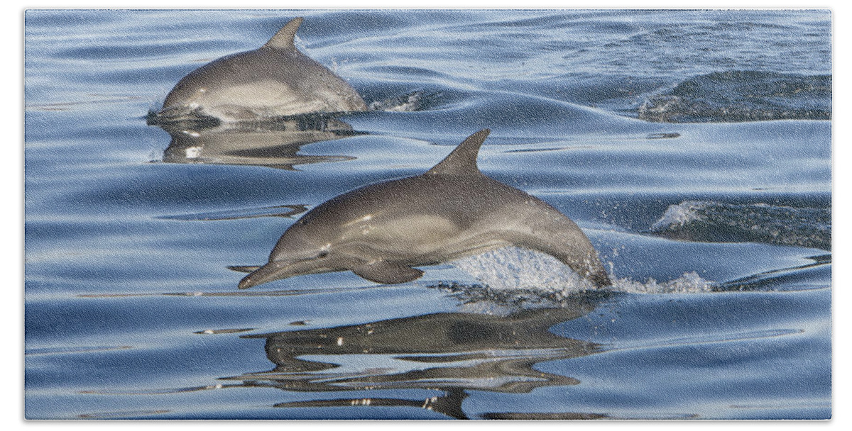 00447973 Beach Towel featuring the photograph Longbeaked Common Dolphins Porpoising #1 by Suzi Eszterhas