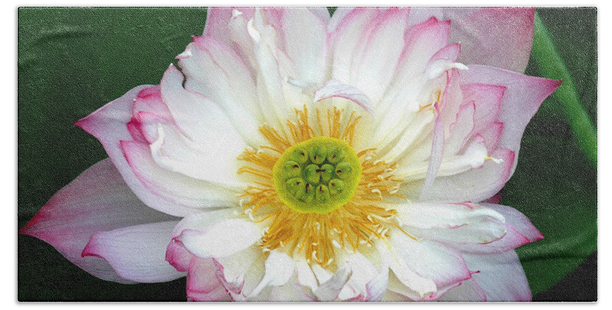 Floral Beach Towel featuring the photograph Lotus #1 by Mark Gilman
