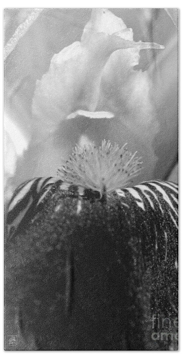 Miniature Tall Bearded Iris Beach Sheet featuring the photograph Miniature Tall Bearded Iris named Consummation #2 by J McCombie