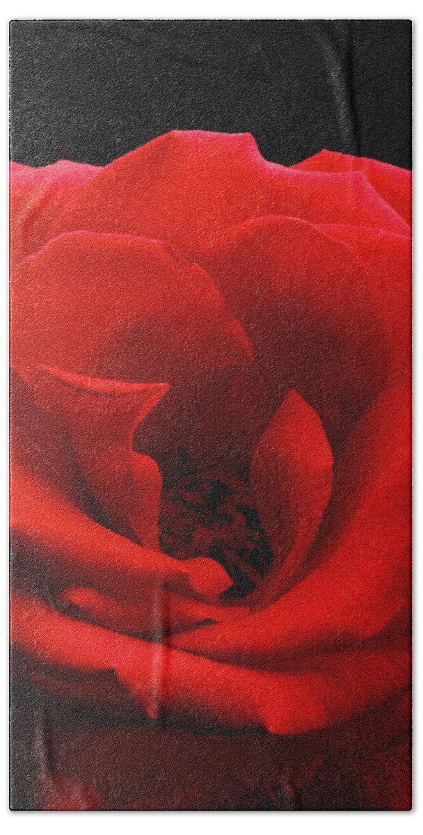 Perla Copernik Beach Sheet featuring the photograph Photograph of a Red Rose #2 by Perla Copernik