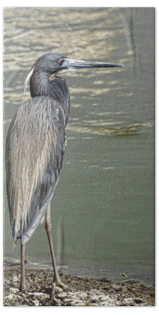 Tri Colored Heron Beach Towel featuring the photograph Tri colored Heron #1 by Betty Depee