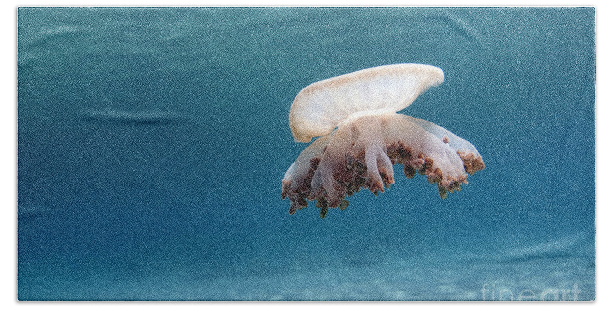 Upside Down Jellyfish Beach Towel featuring the photograph Upside Down Jellyfish In Caribbean Sea #1 by Karen Doody