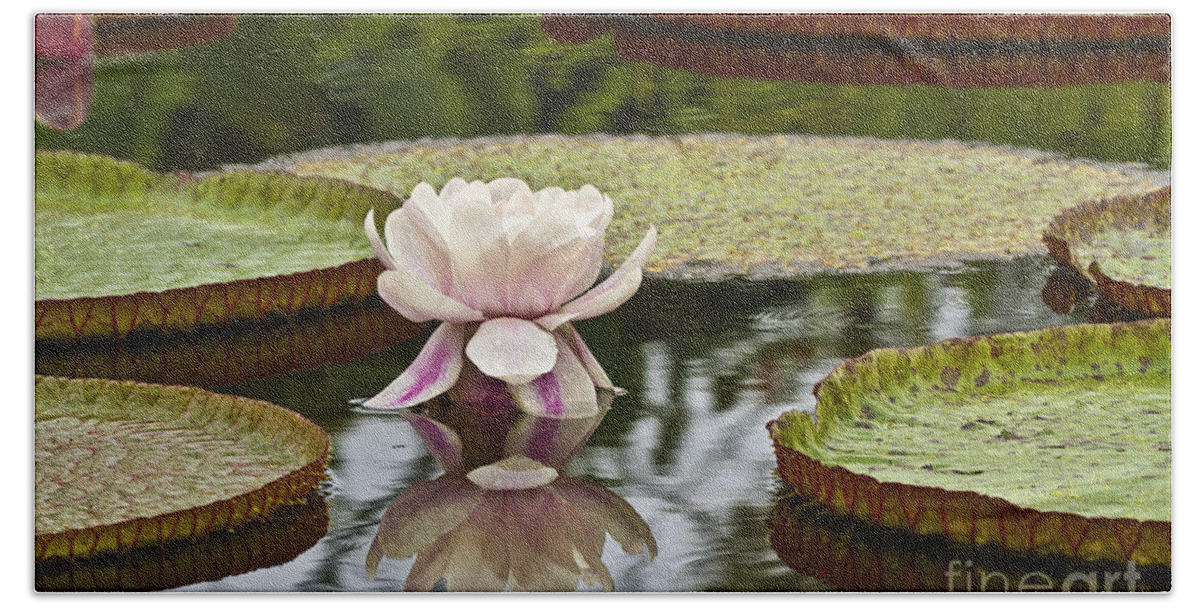Victoria Beach Towel featuring the photograph Victoria Amazonica Flowering by Heiko Koehrer-Wagner