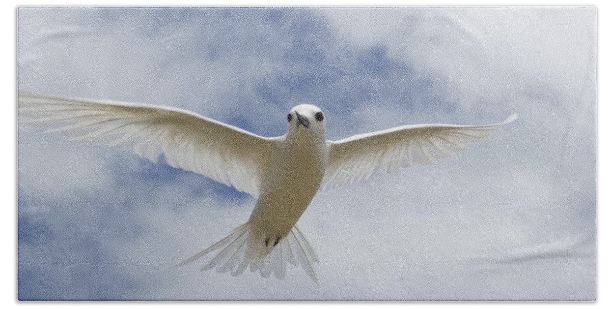 00429819 Beach Towel featuring the photograph White Tern Flying Midway Atoll Hawaiian #1 by Sebastian Kennerknecht