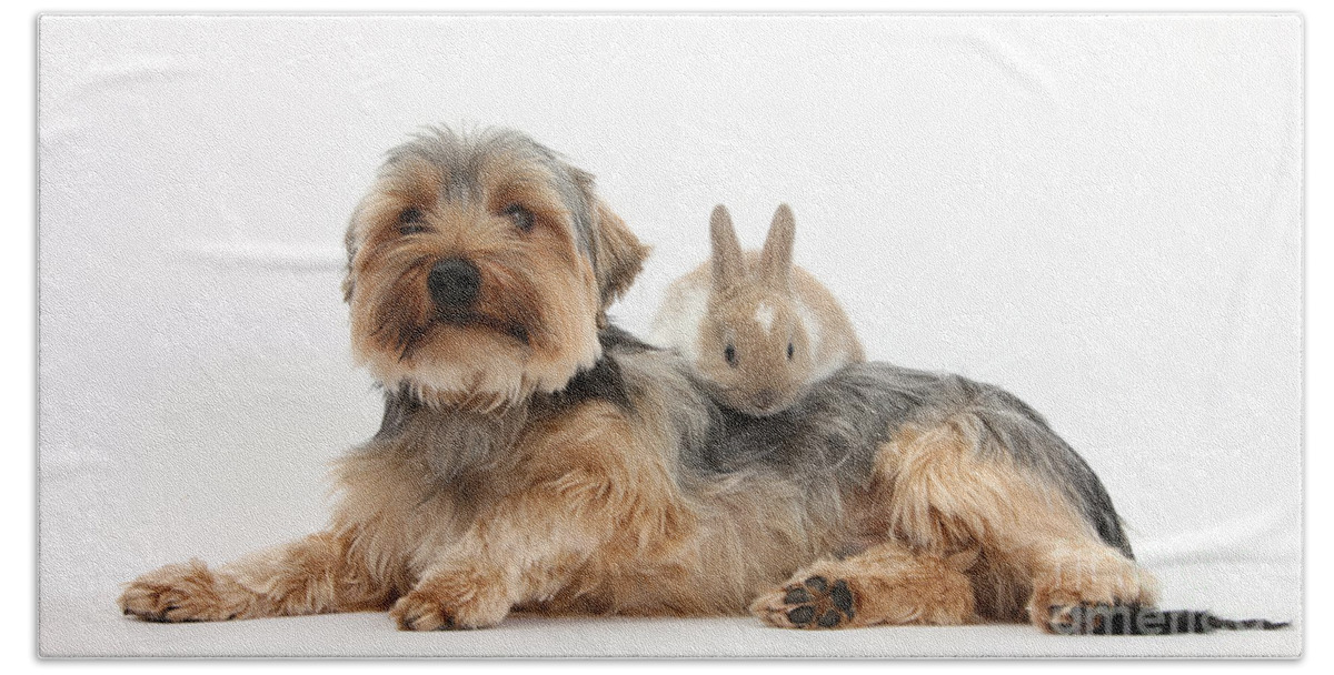 Nature Beach Towel featuring the photograph Yorkshire Terrier Dog And Baby Rabbit #1 by Mark Taylor